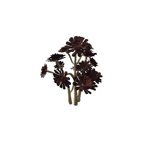 Flower_Aeonium Black Rose 3 2